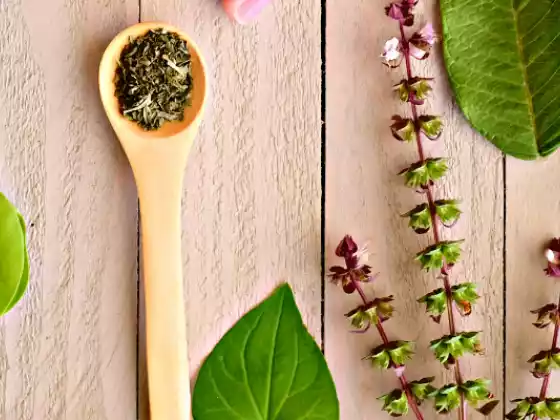 Dasar-Dasar Herbalisme Ayurveda