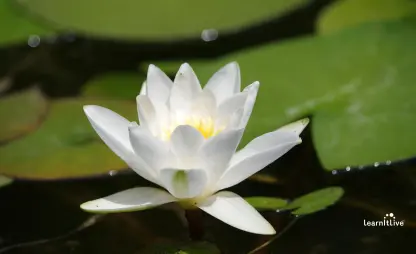 Take the Daily Wellness & Spirituality Quiz for Mindfulness and Holistic Growth